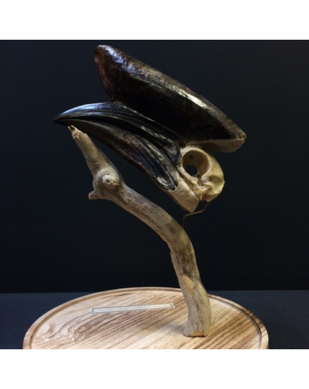 Black-casqued Hornbill skull under bell