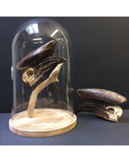 Black-casqued Hornbill skull under bell