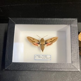 Entomological Box - Hyles...