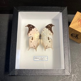 Entomological Box - Salamis...