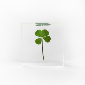 Four-leaf clover - 4-leaf clover - Botanical inclusion