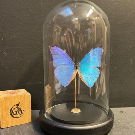 Morpho Adonis butterfly...