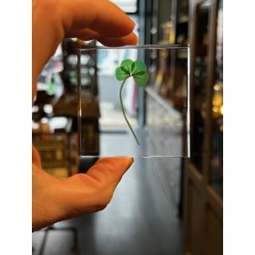Four-leaf clover - 4-leaf clover - Botanical inclusion