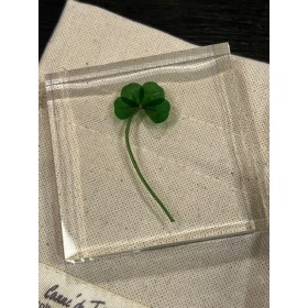 Four-leaf clover - 4-leaf clover - Botanical inclusion