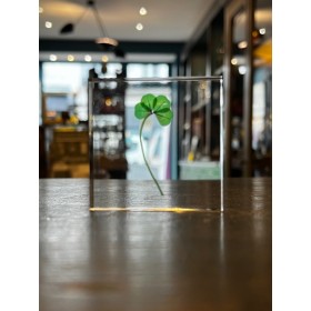Four-leaf clover - 4-leaf clover - Botanical inclusion