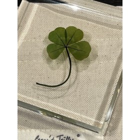 Trèfle à 4 feuilles - Cristal de Trèfle - Inclusion botanique