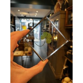 Four-leaf clover - 4-leaf clover - Botanical inclusion