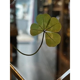 Four-leaf clover - 4-leaf clover - Botanical inclusion