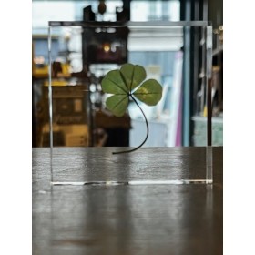 Four-leaf clover - 4-leaf clover - Botanical inclusion