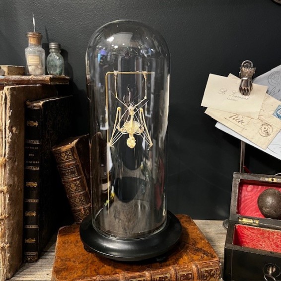 Squelette de Chauve-souris suspendue sous globe: Hipposideros