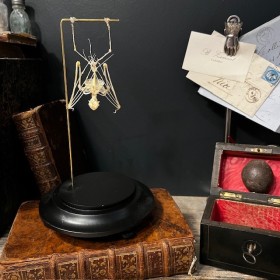 Bat skeleton suspended under a globe: Hipposideros