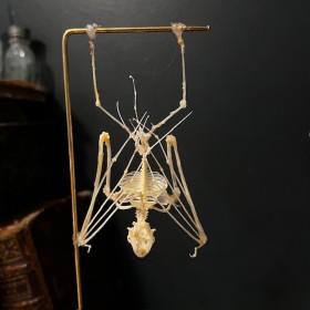Bat skeleton suspended under a globe: Hipposideros