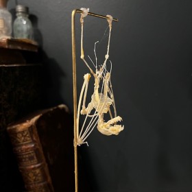 Bat skeleton suspended under a globe: Hipposideros