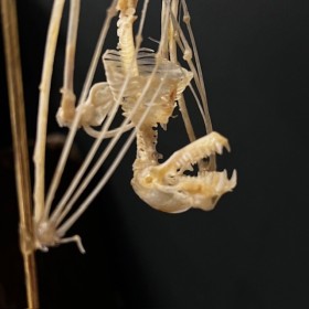 Squelette de Chauve-souris suspendue sous globe: Hipposideros