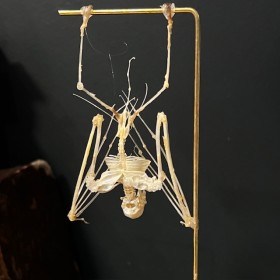 Bat skeleton suspended under a globe: Hipposideros