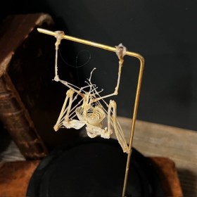 Squelette de Chauve-souris suspendue sous globe: Hipposideros