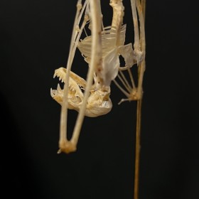 Squelette de Chauve-souris suspendue sous globe: Hipposideros