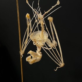 Squelette de Chauve-souris suspendue sous globe: Hipposideros