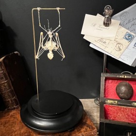 Bat skeleton suspended under a globe: Hipposideros