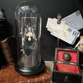 Squelette de Chauve-souris suspendue sous globe: Hipposideros