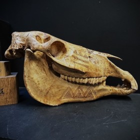 Engraved horse skull -...