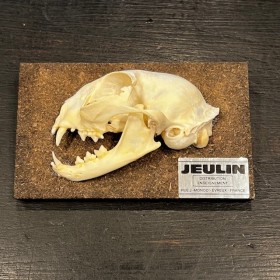 Half-skull cat - Antique...