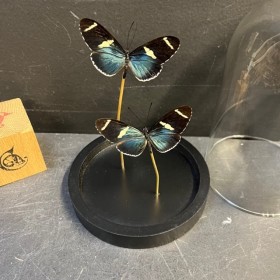 Little butterfly glass...