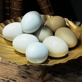 Colored chicken egg -...