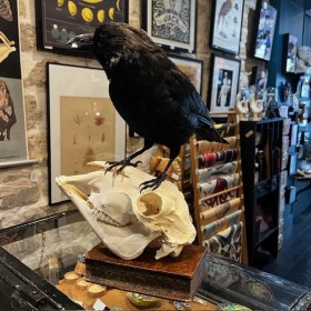 Black crow on sheep skull -...