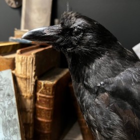 Black crow on ram skull -...