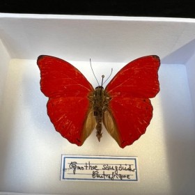 Boite entomologique - Papillon: Cymothoe Sangaris