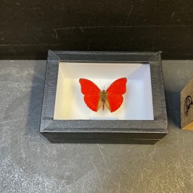 Boite entomologique - Papillon: Cymothoe Sangaris