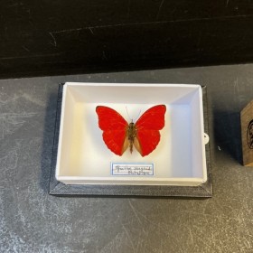 Boite entomologique - Papillon: Cymothoe Sangaris