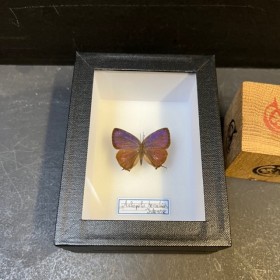 Papillon Arhopala Herculina...