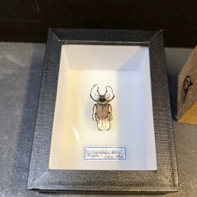 Entomological box - Scarab...