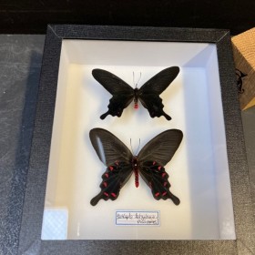Entomological Box -...