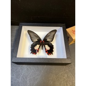 Papilio rumanzovia - Mormon...