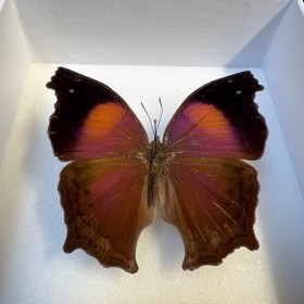 Papillon Salamis Cacta -...