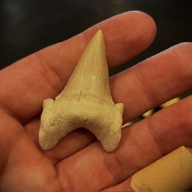 Dent fossile de requin -...