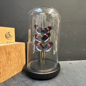 Cloche à papillon - Heliconius Melpomene