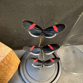 Cloche à papillon - Heliconius Melpomene