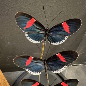 Cloche à papillon - Heliconius Melpomene