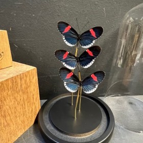 Cloche à papillon - Heliconius Melpomene