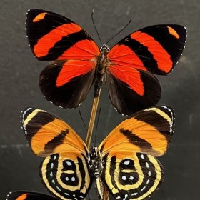 Cloche à papillon - Callicore cynosura