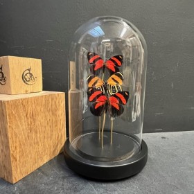 Cloche à papillon - Callicore cynosura