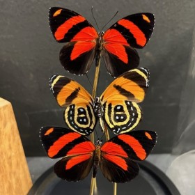 Callicore cynosura butterflies - Butterfly bell