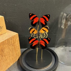 Callicore cynosura butterflies - Butterfly bell