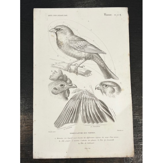 Birds - Antique chart by D'Orbigny - 1869