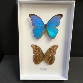 Entomological box: 2 Morpho...