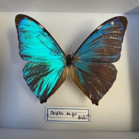 Entomological Box - Morpho...